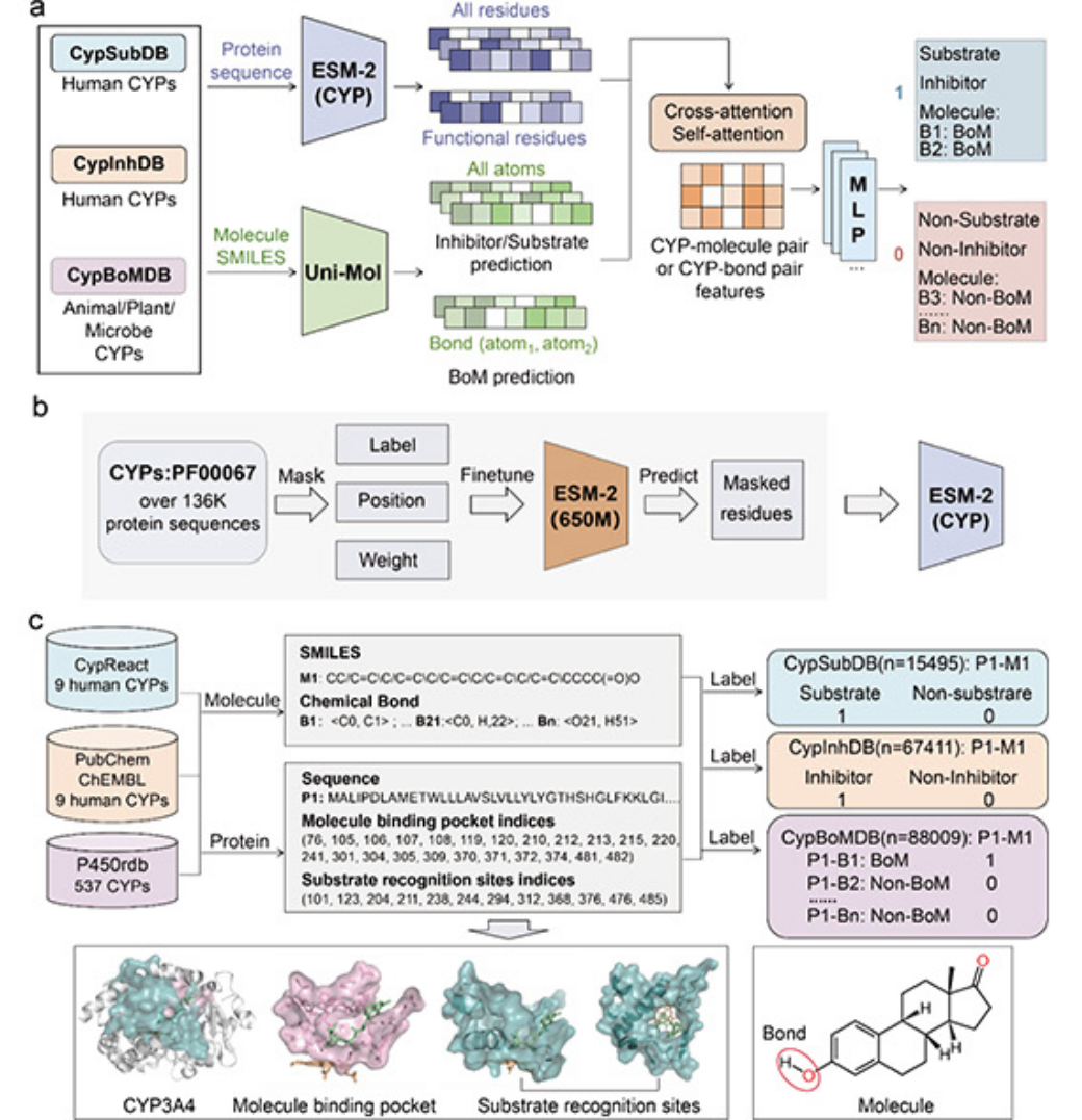 CYPMol research figure linking protein and molecule representations to CYP interaction predictions