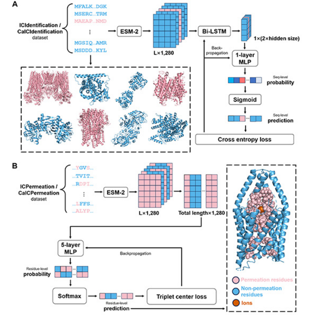 ICFinder research figure showing ion-channel identification and residue prediction workflows