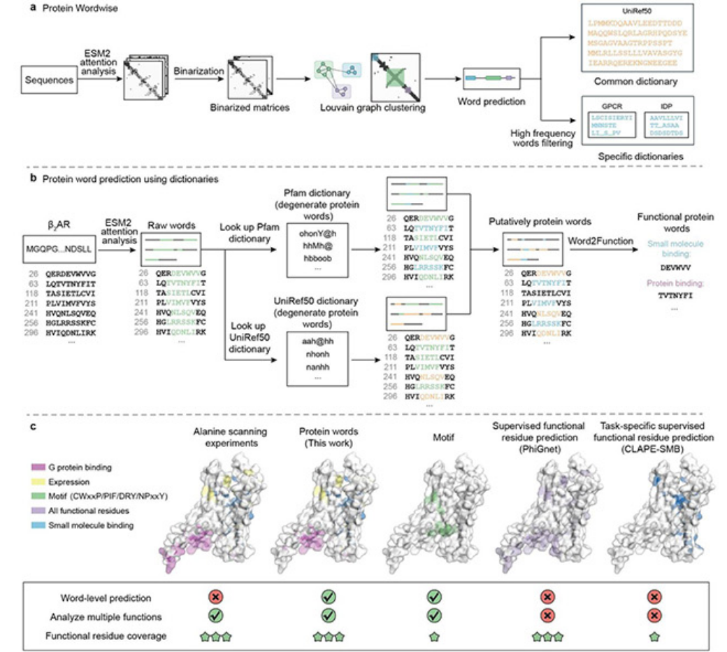 Protein Words research figure showing sequence parsing, functional annotation, and functional residues